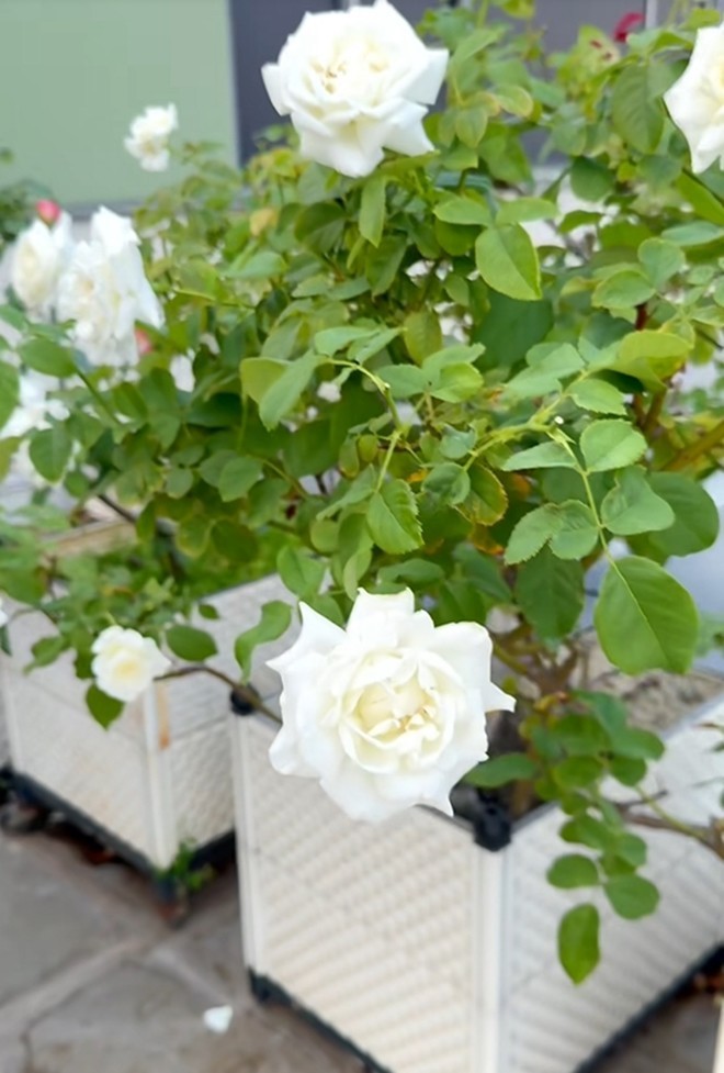 Vườn hồng ngoại “bung nở hết cỡ” trong nhà Khánh Thi - Phan Hiển - Hình 8 Vuon hong ngoai “bung no het co” trong nha Khanh Thi - Phan Hien-Hinh-8