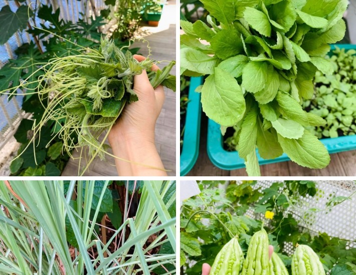 Cận cảnh khu vườn ngập hoa lá đẹp mộng mơ của Thân Thúy Hà - Hình 10 Can canh khu vuon ngap hoa la dep mong mo cua Than Thuy Ha-Hinh-10