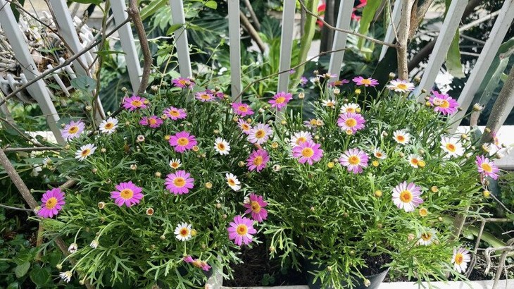 Cận cảnh khu vườn ngập hoa lá đẹp mộng mơ của Thân Thúy Hà - Hình 8 Can canh khu vuon ngap hoa la dep mong mo cua Than Thuy Ha-Hinh-8
