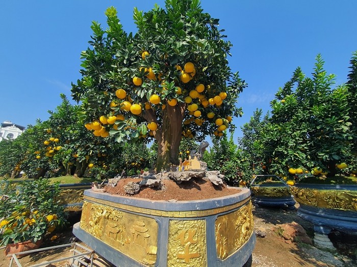Ngắm bưởi cảnh trĩu trịt quả chờ khách “rước” về chơi Tết 2025 - Hình 2 Ngam buoi canh triu trit qua cho khach “ruoc” ve choi Tet 2025-Hinh-2
