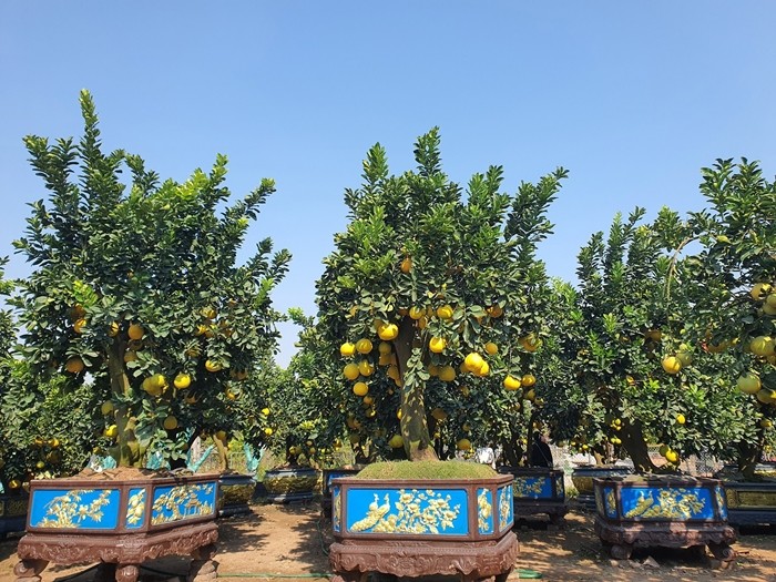 Ngắm bưởi cảnh trĩu trịt quả chờ khách “rước” về chơi Tết 2025 - Hình 4 Ngam buoi canh triu trit qua cho khach “ruoc” ve choi Tet 2025-Hinh-4