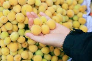 Chọn quả mơ tùy theo mục đích chế biến