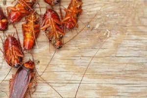 Diệt gián bằng thực phẩm nhà bếp