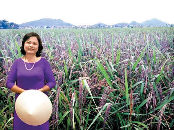 gạo lứt
