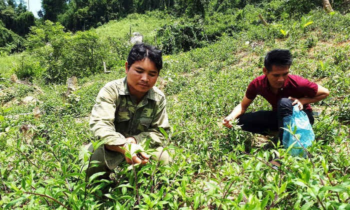 Người dân xã Phước Năng thu hoạch rau lủi - Ảnh: LÊ TRUNG
