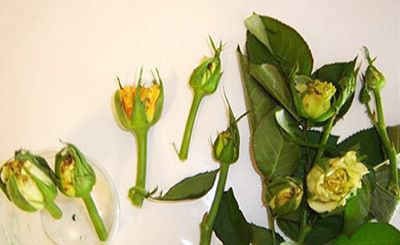 Nụ hoa hồng bị teo lòi nhụy