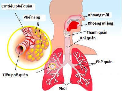 phế