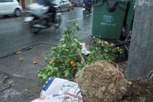 Theo chân “thợ săn” quất héo về trồng lại, đợi “hái tiền” ảnh 3 Theo chân “thợ săn” quất héo về trồng lại, đợi “hái tiền” ảnh 3