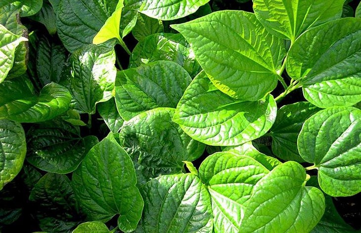 Lá lốt có tác dụng chữa gút. chua-benh-gout-bang-la-lot.jpg