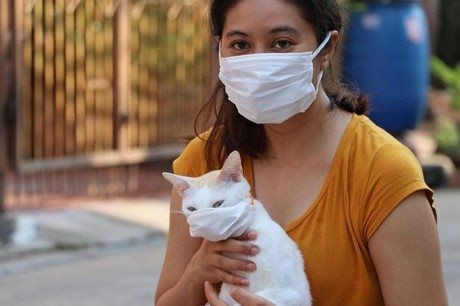 "Khi thực hiện một xét nghiệm ở thú cưng thấy dương tính với Covid-19, rất có thể do nhiễm animal coronavirus nào đó.", BS Trương Hữu Khanh cho biết. Ảnh minh họa cho-meo-va-covid-19.jpeg