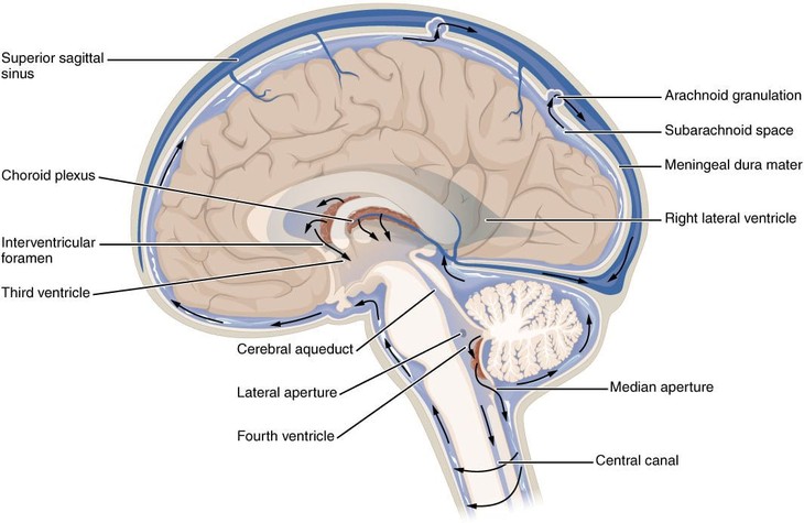 Người già lú lẫn, rối loạn dáng đi do giãn não thất ảnh 1 gian-nao-that(1).jpg
