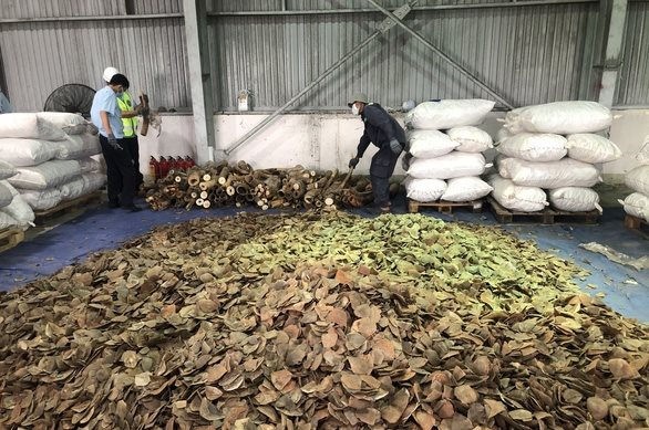 Số hàng hóa nghi là ngà voi và và vảy tê tê được phát hiện khi cơ quan chức năng mở container khám xét. so-vay-te-te-va-nga-voi-duoc-phat-hien-khi-co-quan-chuc-nang-mo-container-kham-xet.jpg