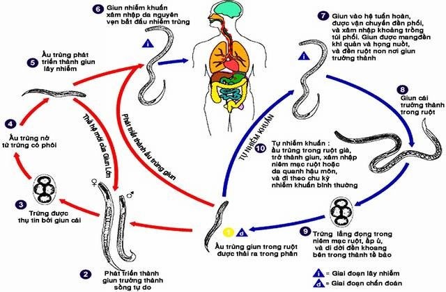 Vòng đời của giun lươn. giun-luon-1.jpg