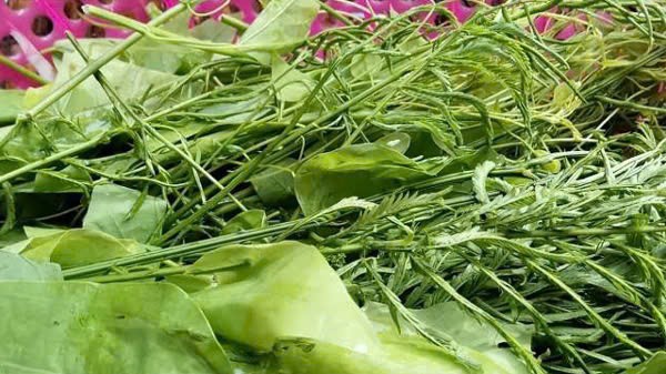 Thế nhưng thực khách ăn lâu rất dễ bị "nghiện" vị ngọt, hương nồng nàn của rau, nhai lâu còn thấy khá giống vị rau rút ở miền xuôi. Ảnh Internet Thế nhưng thực khách ăn lâu rất dễ bị "nghiện" vị ngọt, hương nồng nàn của rau, nhai lâu còn thấy khá giống vị rau rút ở miền xuôi. Ảnh Internet