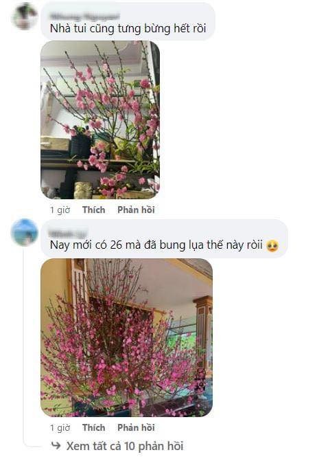 "Kiếp nạn" hoa Tết 2024: Nở bung bét, gia chủ đứng ngồi khó yên - Hình 3 Trên các trang mạng xã hội, rất nhiều người đăng đàn chia sẻ nỗi niềm ''3 phần phấn khởi, 7 phần bất an'' của bản thân khi thấy hoa đào nở sớm trước nền nhiệt từ 19 - 23 độ C vào những ngày cuối năm.