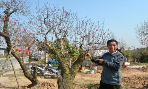 “Mát tay” trồng đào cảnh, nhanh chóng thành triệu phú