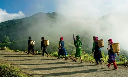 Săn đại lão trà trên đỉnh Tây Côn Lĩnh