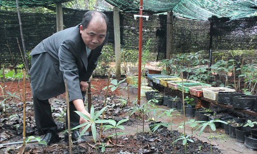 Vườn sâm Ngọc Linh quý hiếm tiền tỷ trên đất Đà Lạt