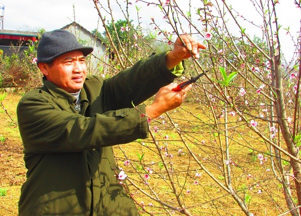 Trồng đào lấy quả và làm du lịch, lãi hơn trăm triệu/năm