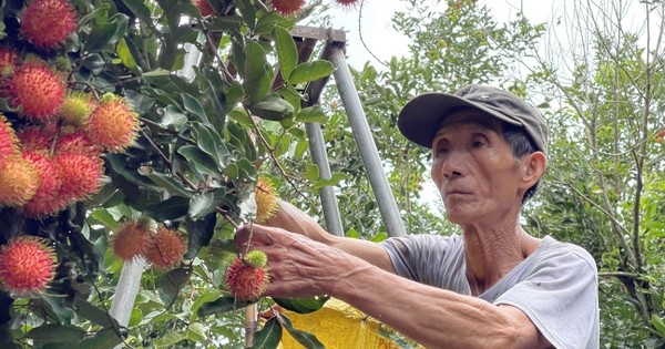 Trồng chôm chôm, cây thấp tè ra trái quá trời, bẻ là bán hết