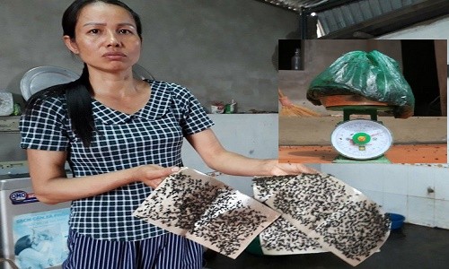 Người dân khu bãi rác Nam Sơn: “Thu hoạch” 5kg ruồi/tuần