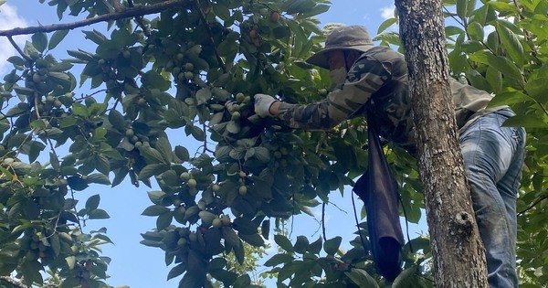 Trồng loại hồng không hạt nông dân Bắc Kạn thắng lớn