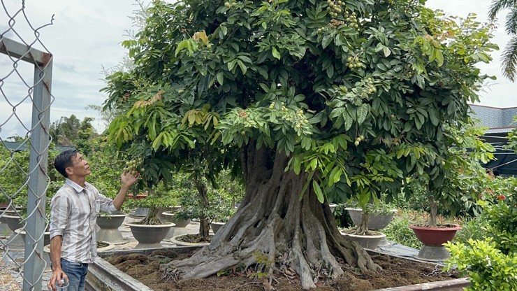 Độc đáo cây nhãn bonsai kiểu lạ, giá bán lên đến gần 200 triệu đồng