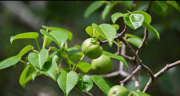 Loài quả nhìn ngon tuyệt nhưng đoạt mạng người hơn cả axit 