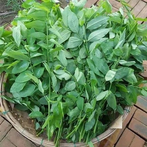 Mẹo để rau ngót 10 ngày vẫn tươi, giữ nguyên dưỡng chất