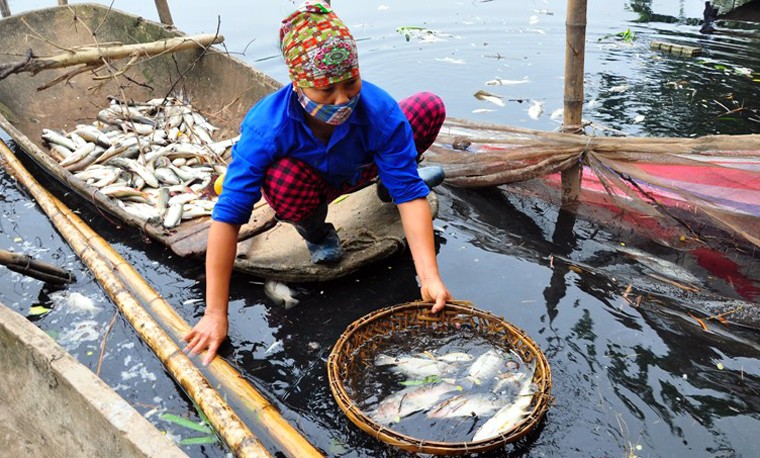 Cá chết trắng sông Châu Giang, người dân điêu đứng