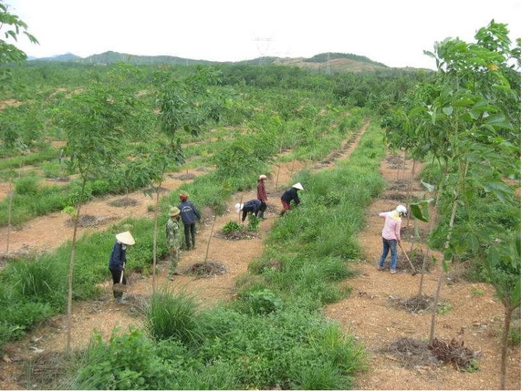 Thực trạng và những khuyến nghị trong quản lý, sử dụng đất đai có nguồn gốc từ nông - lâm trường