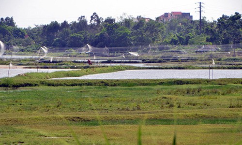 Tận diệt chim trời: "Mạng nhện" khủng giăng lưới bẫy chim ở Móng Cái