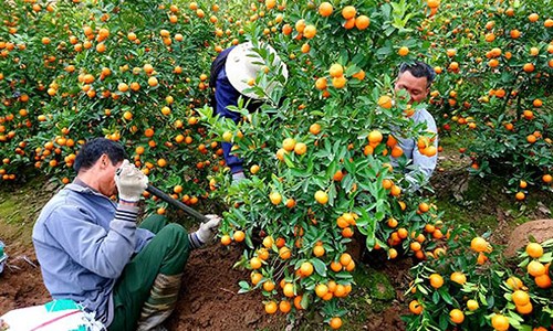 Mùa hốt tiền tỷ ở "thủ phủ" quất cảnh Tết sát Hà Nội