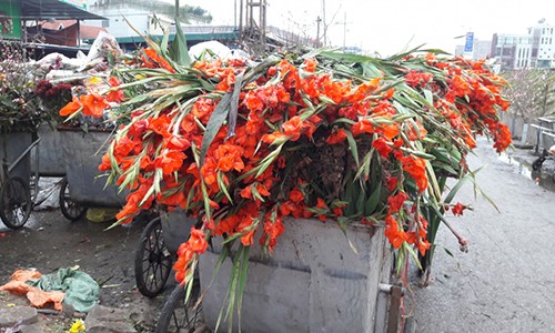 Hoa tươi rớt giá thảm hại, người bán vứt đống trong thùng rác