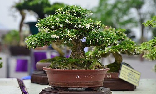 Ngắm bonsai mini đắt đỏ dành cho nhà giàu