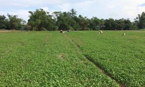 Cả làng sống khoẻ re nhờ trồng loài rau mọc hoang thủa nào