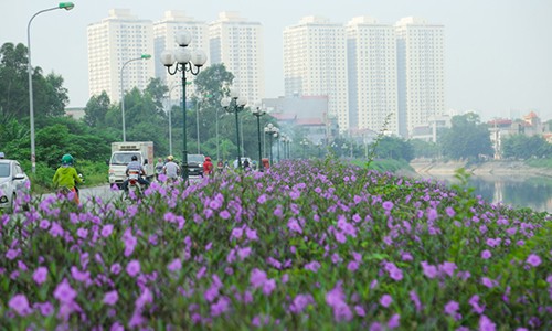 Bất ngờ con đường hoa tím đẹp lãng mạn ven sông Tô Lịch