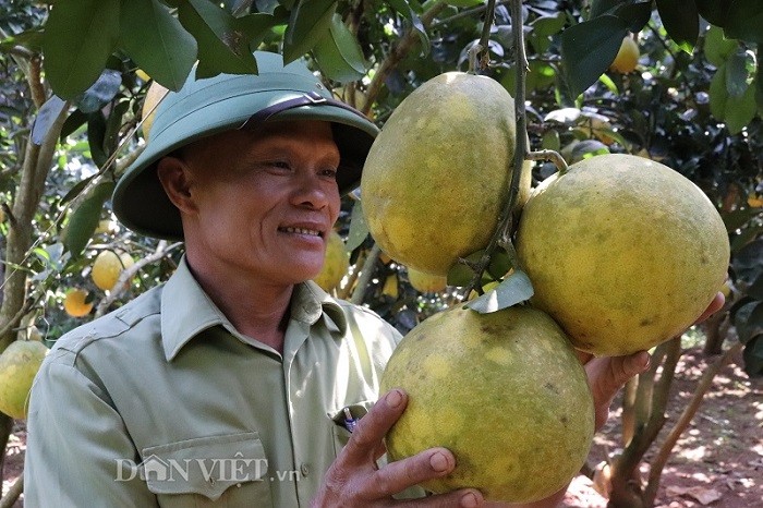 Vườn bưởi chi chít trái chín vàng ruộm ở vùng đất Yên Châu