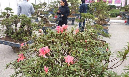 Đỗ quyên bonsai "hàng độc" chưng Tết giá gần tỷ "trình làng" Thủ đô