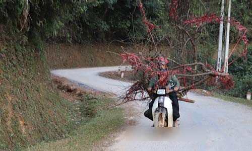 “Săn” đào rừng: Nguy hiểm lại bị mắng xơi xơi, nhiều người vẫn ham