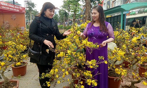 Mê mải ngắm những vườn hoa Tết đẹp lung linh giữa lòng phố núi