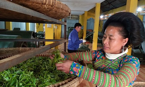 Đang đêm chen chân soi đèn leo cây hái chè "nghìn đô" ở cổng trời