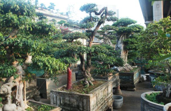 Khám phá cây hải châu bonsai có dáng thế độc đáo