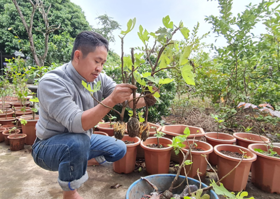 Bỏ 250.000 đồng mua cây này về trồng, sau 5 năm thu về trăm triệu/năm