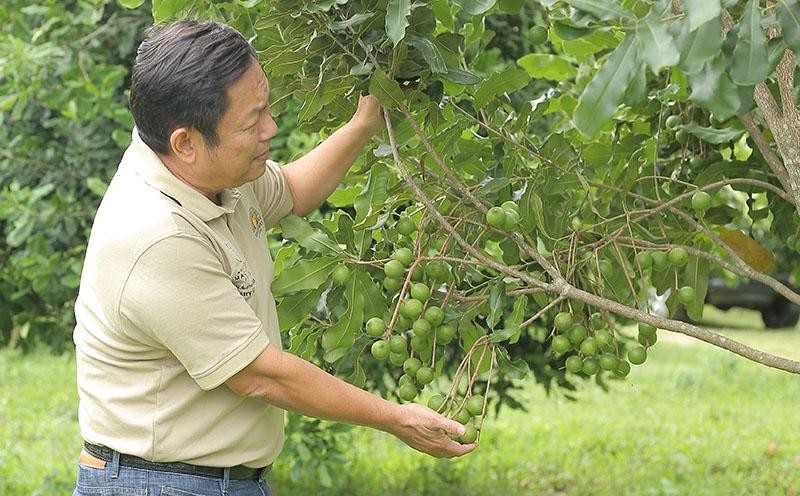 'Nữ hoàng' về với núi rừng phía Bắc: Hàng không đủ bán