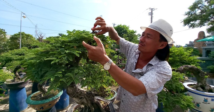 Thu nhỏ loại cây cao đến 20m, ông nông dân Long An thu tiền tỷ