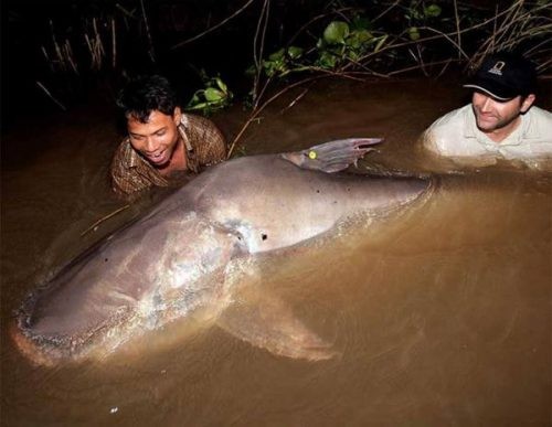 Video: Ngư dân bắt được cá khổng lồ nặng 150kg trên sông Mekong