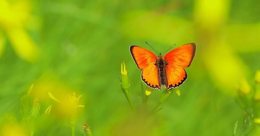 Người sinh ngày Âm lịch này theo đuổi thành công, trung niên “thu hoạch“