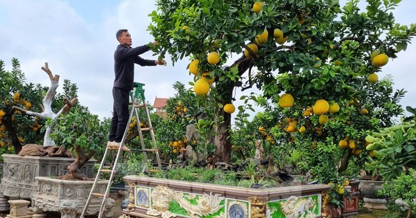 Ngắm cây bưởi trăm tuổi có chậu dát vàng ở Hưng Yên 