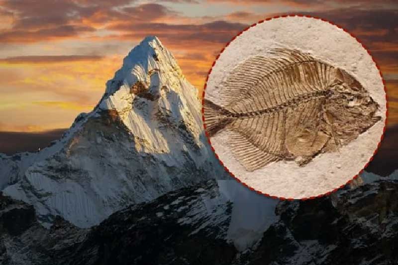 Tại sao trên dãy Himalaya lại có hóa thạch của loài cá?